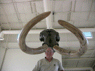 The Fossil Discovery Center California Fossil Museum in Madera, CA!