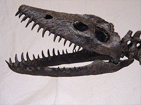 Dinosaur Skull